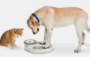 Obesidade em Pets Brasileiros atinge níveis preocupantes