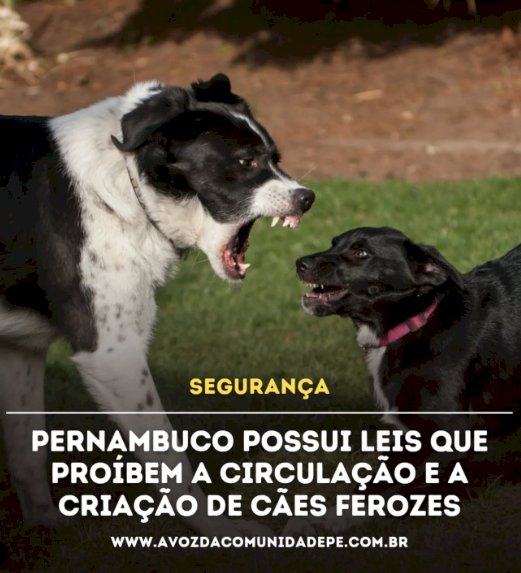 Aumento dos ataques de cães considerados “antissociais” em Pernambuco levanta um debate sobre segurança e responsabilidade dos tutores