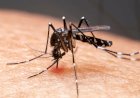 Medidas de prevenção e cuidados no enfrentamento e combate a dengue