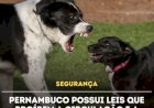 Aumento dos ataques de cães considerados “antissociais” em Pernambuco levanta um debate sobre segurança e responsabilidade dos tutores